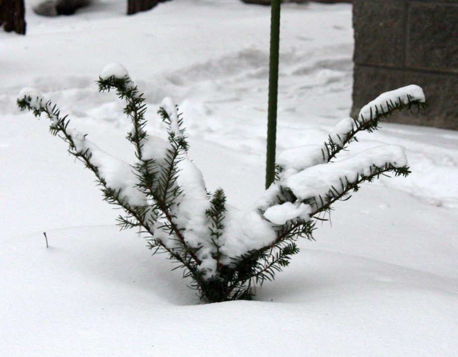 Растения Крыма тис ягодный