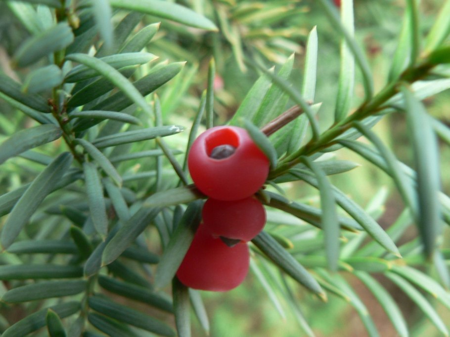 Тис ягодный в снегу