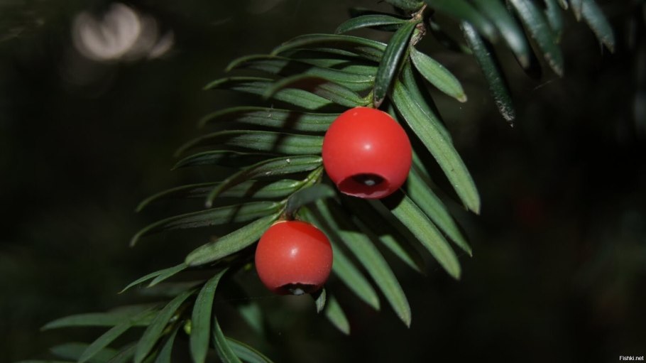 Тис ягодный Krzysztof