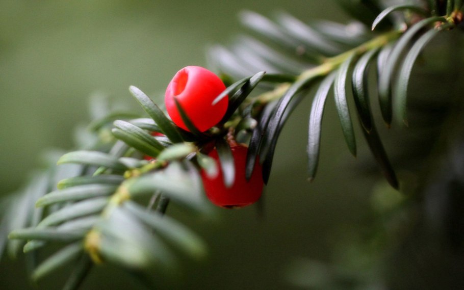Тис ягодный кавказский заповедник