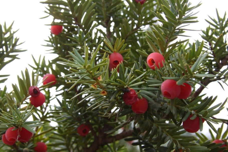 Тис ягодный taxus baccata