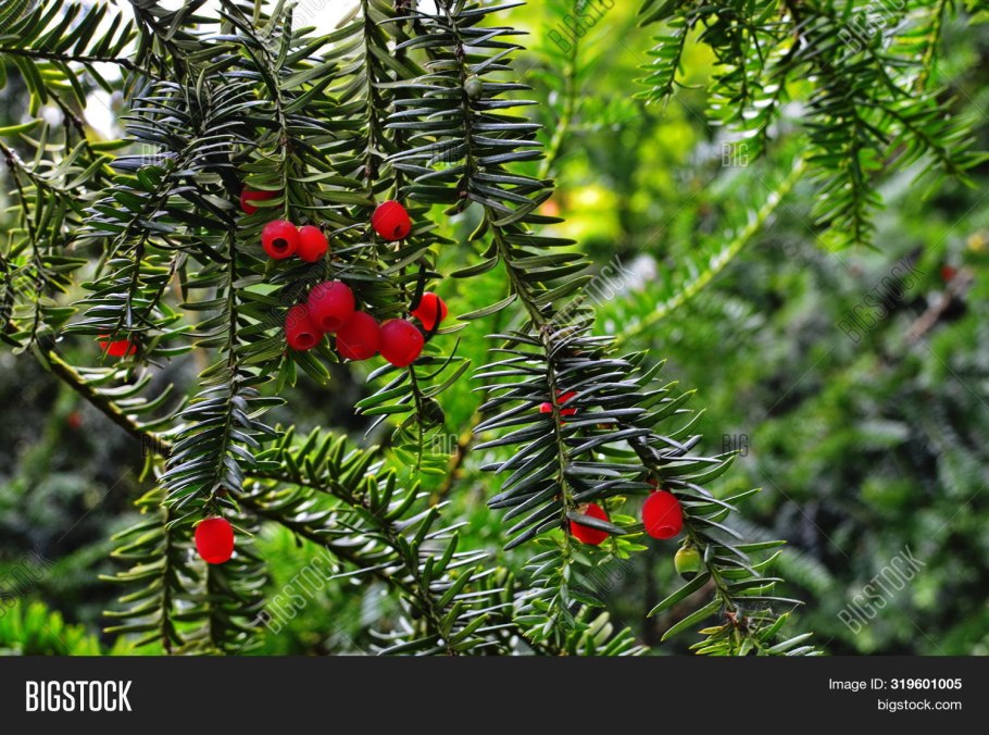 Можжевельник Тисс