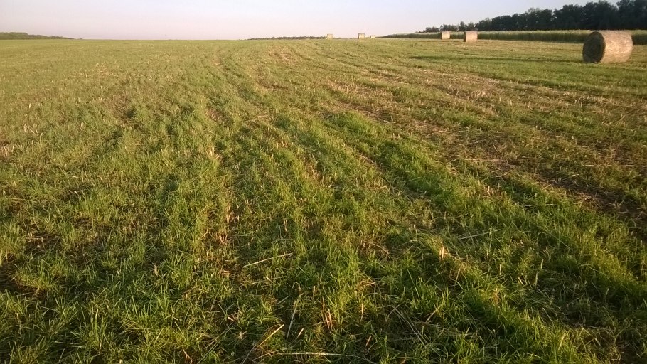 Тюки люцерны Bale