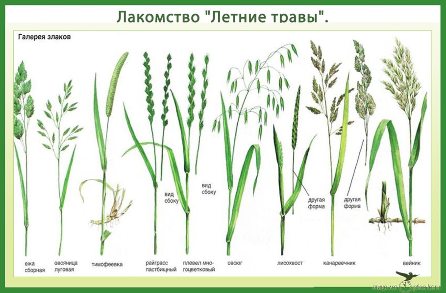 Сенокос свежескошенная трава