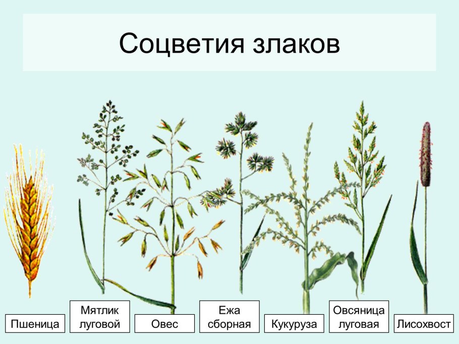 Сено в рулонах разнотравье