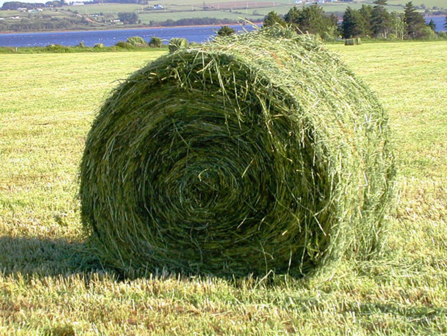 Alfalfa hay Bales