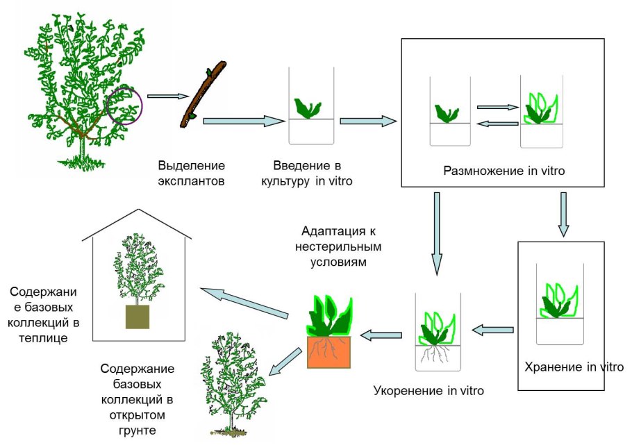 Микроклональное размножение схема