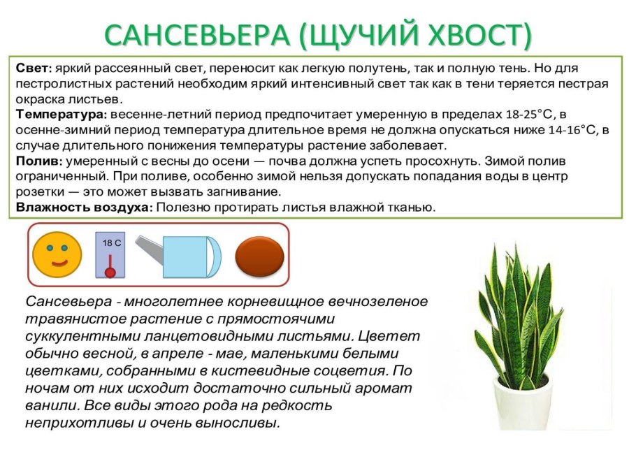 Паспорт растения Сансевиерия щучий хвост