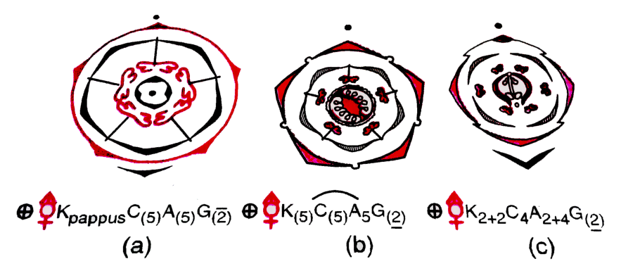 Лук крупный (Allium grande)