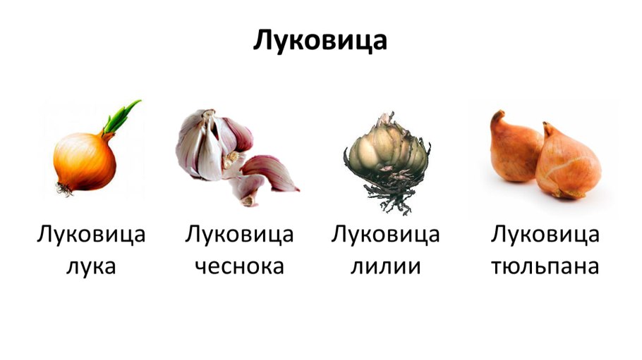 Схема строения луковицы репчатого лука