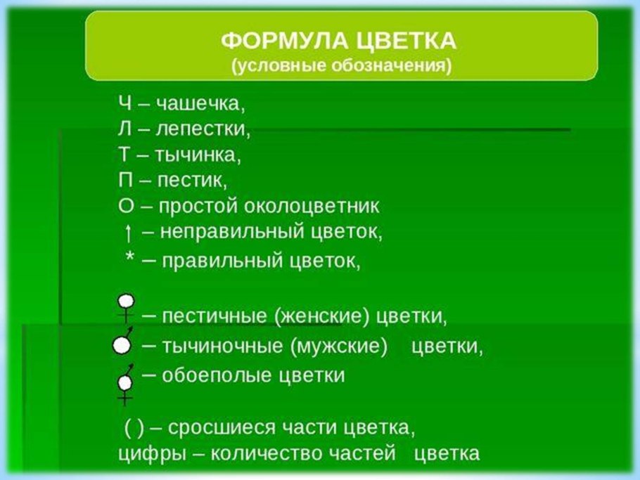 Нарциссы размножение луковицами