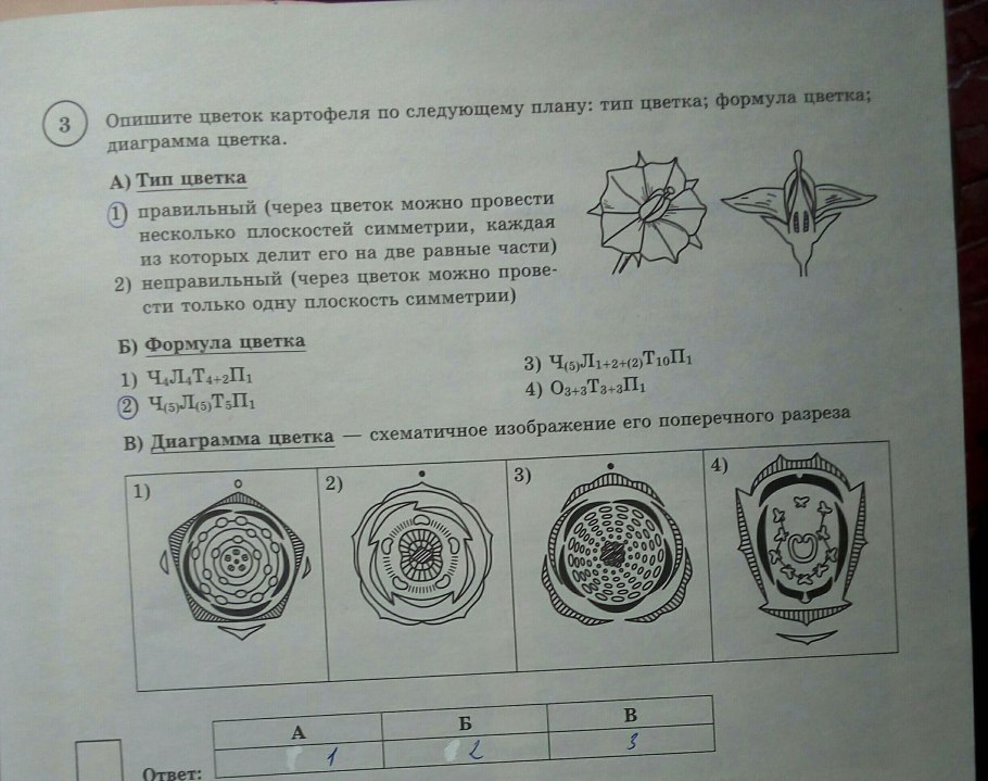 Диаграмма семейства лилейных