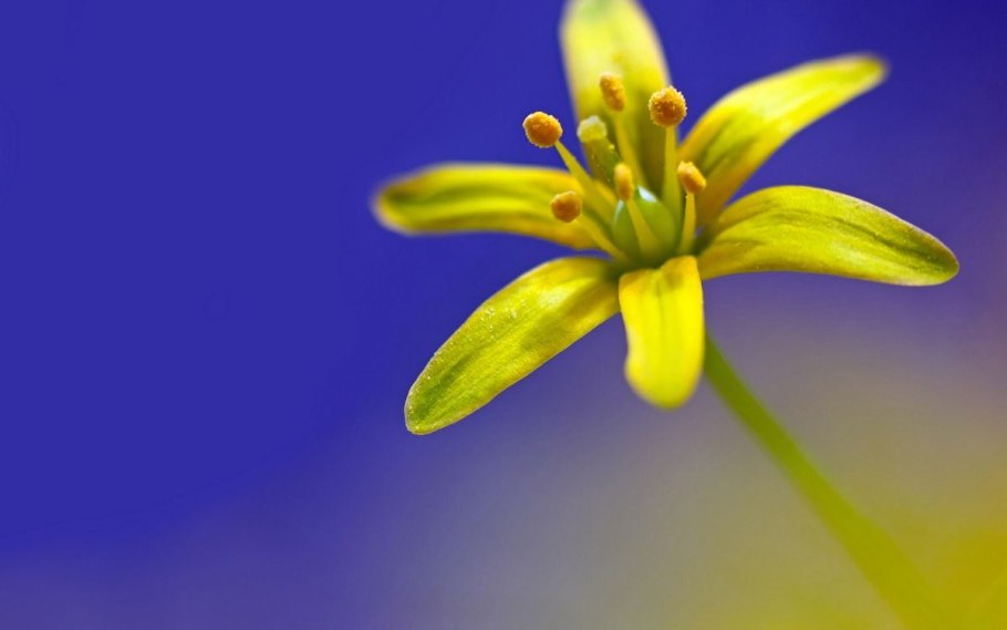 Allium Cepa
