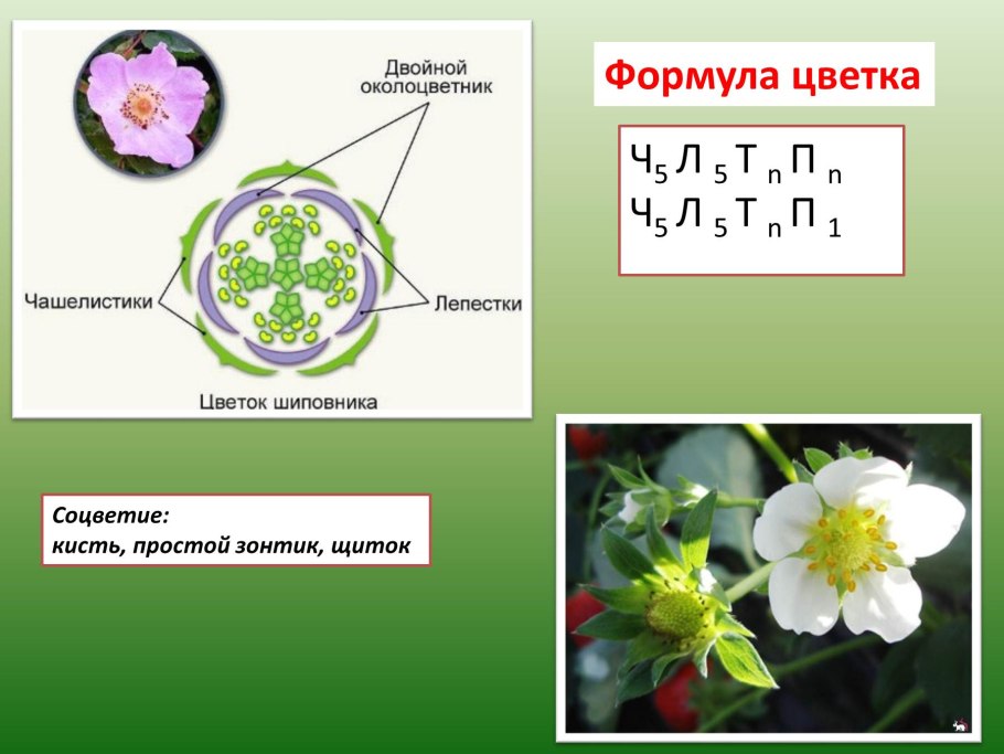 Формула цветка соцветие двудольные