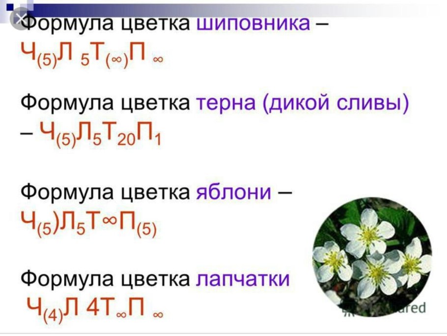 Лук слизун корневище