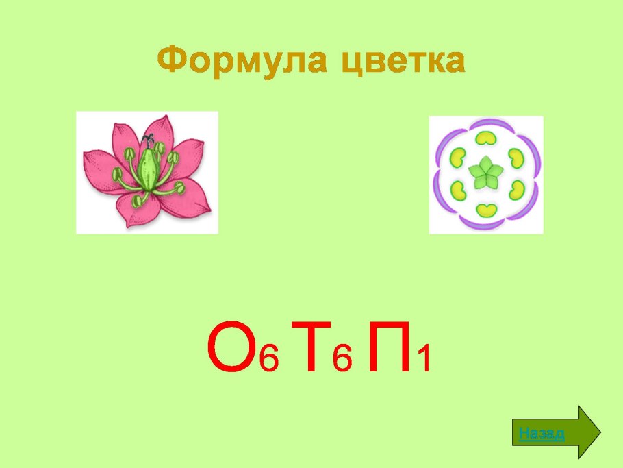 Схема цветка семейства крестоцветных