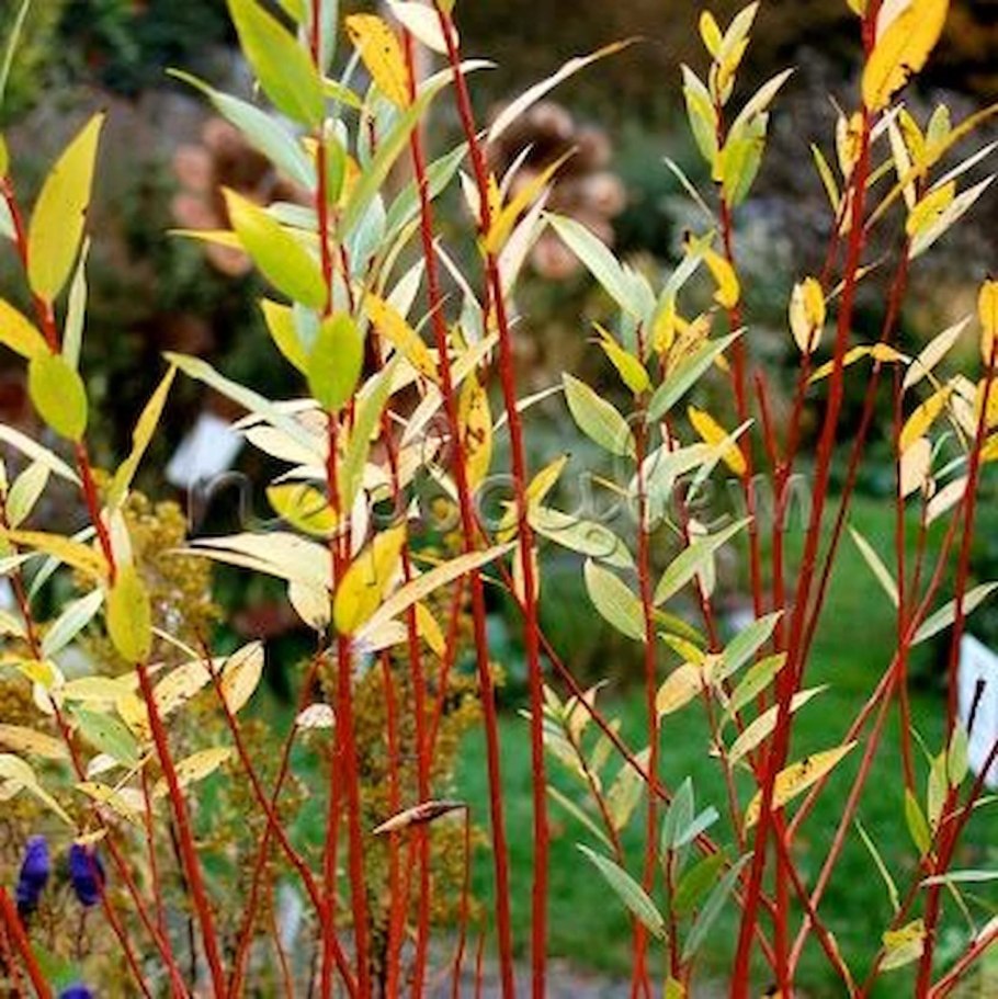 Ива Salix Alba Aurea
