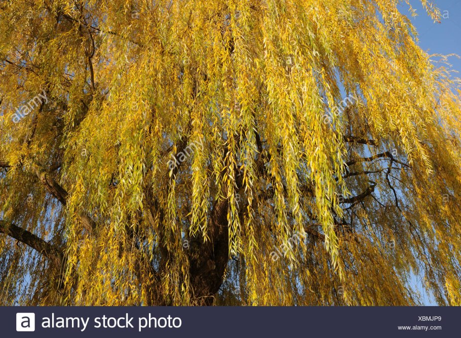 Ива Salix Alba Aurea