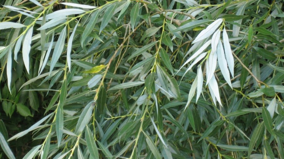 Ива белая Пендула плакучая