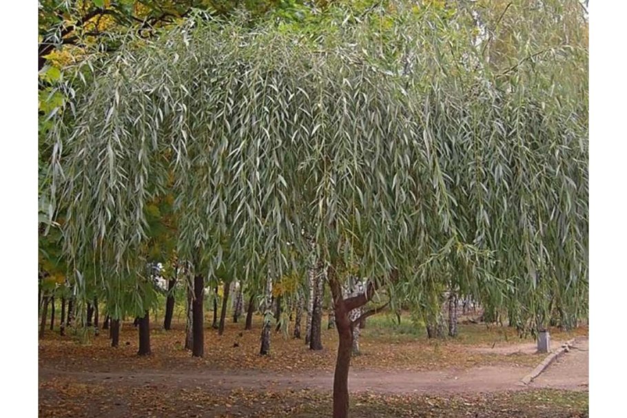 Salix Alba Ива плакучая