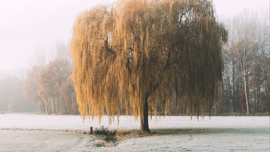 Ива ломкая зимой