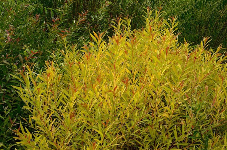 Salix Alba 'Aurea'