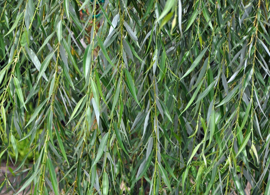 Salix babylonica