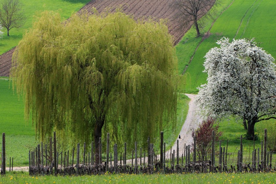 Дерево Верба во дворе