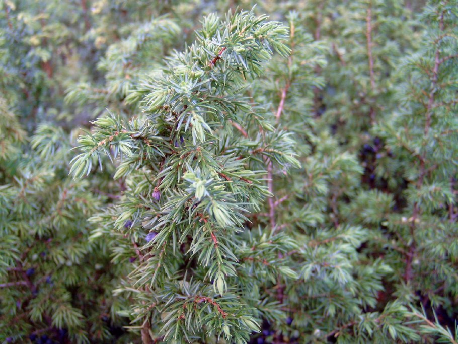 Можжевельник обыкновенный 'compressa' Juniperus communis `compressa`