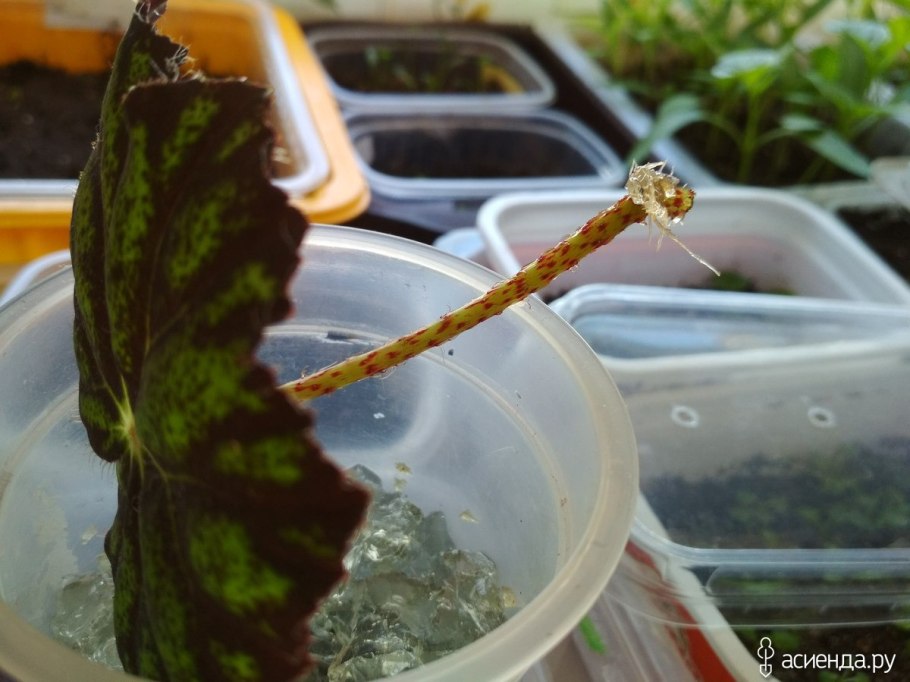 Размножение бегонии листом пошагово в