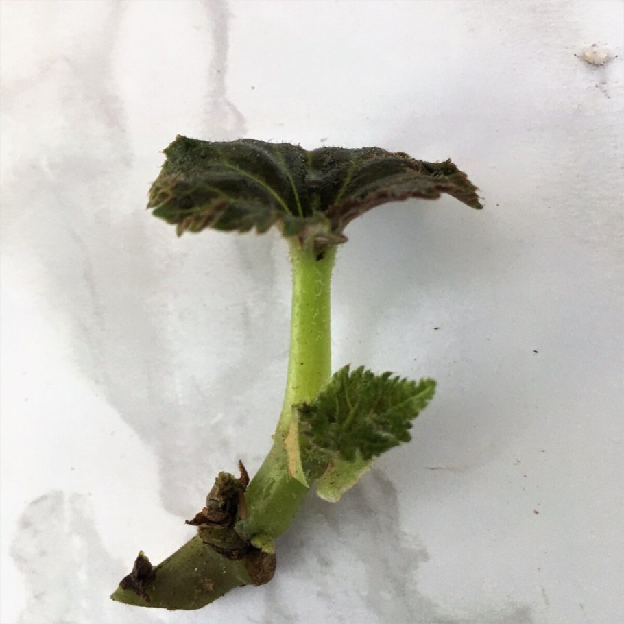 Листовые черенки бегония