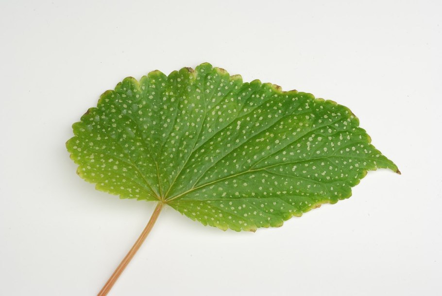 Бегония клубневая всходы