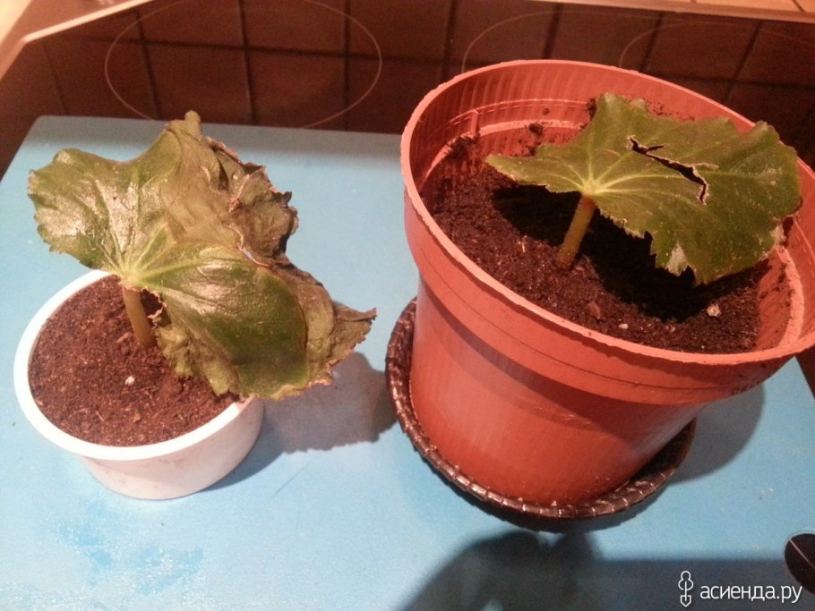 Черенок бегонии