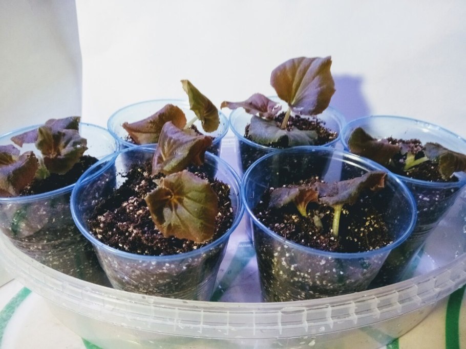 Бегония размножение