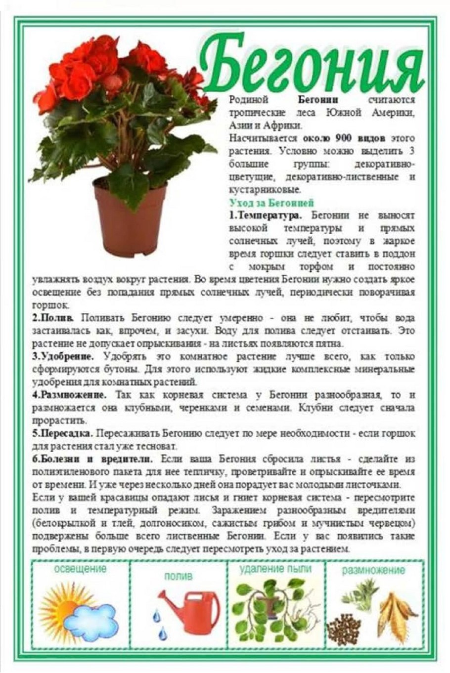 Бегония из листа вырастить