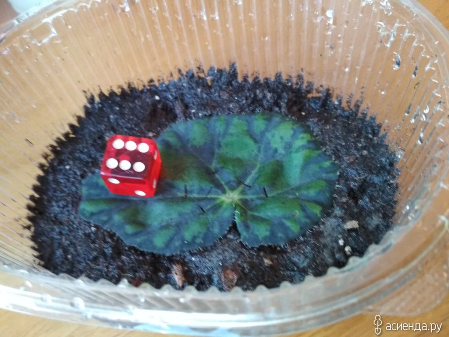 Бегония комнатная размножение листом