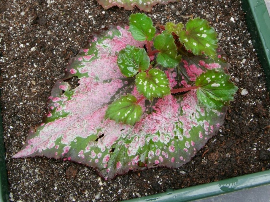 Листья бегонии клубневой