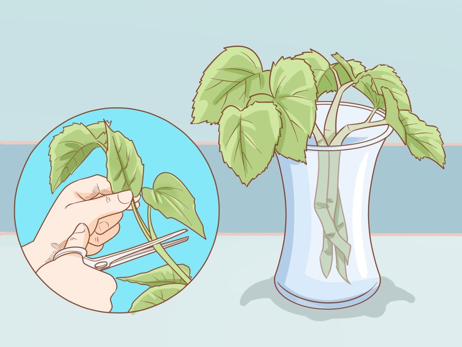 Бегония Королевская 11