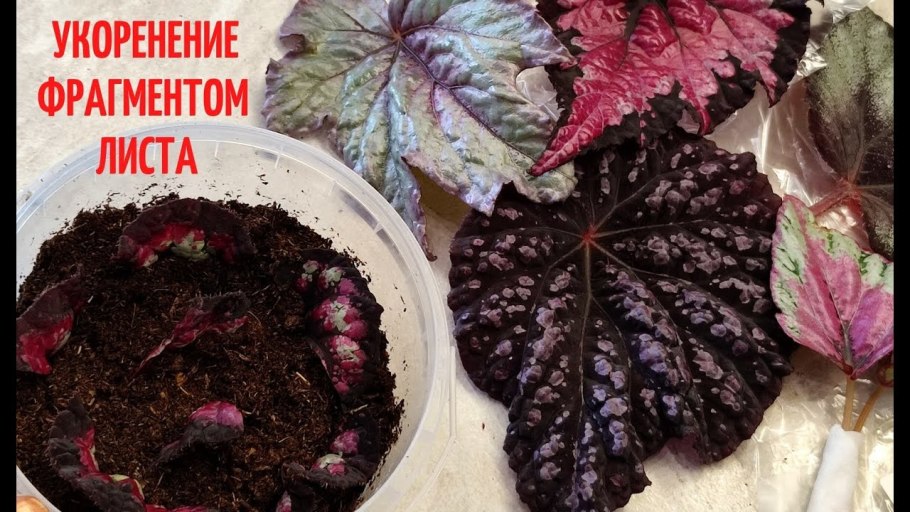 Бегония клубневая клубень