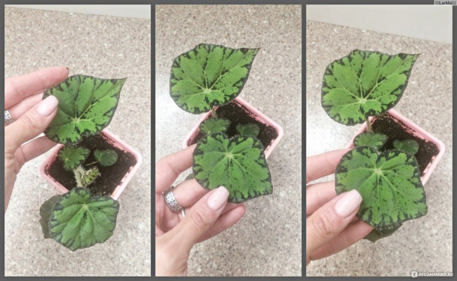 Бегония бауэра тигровая