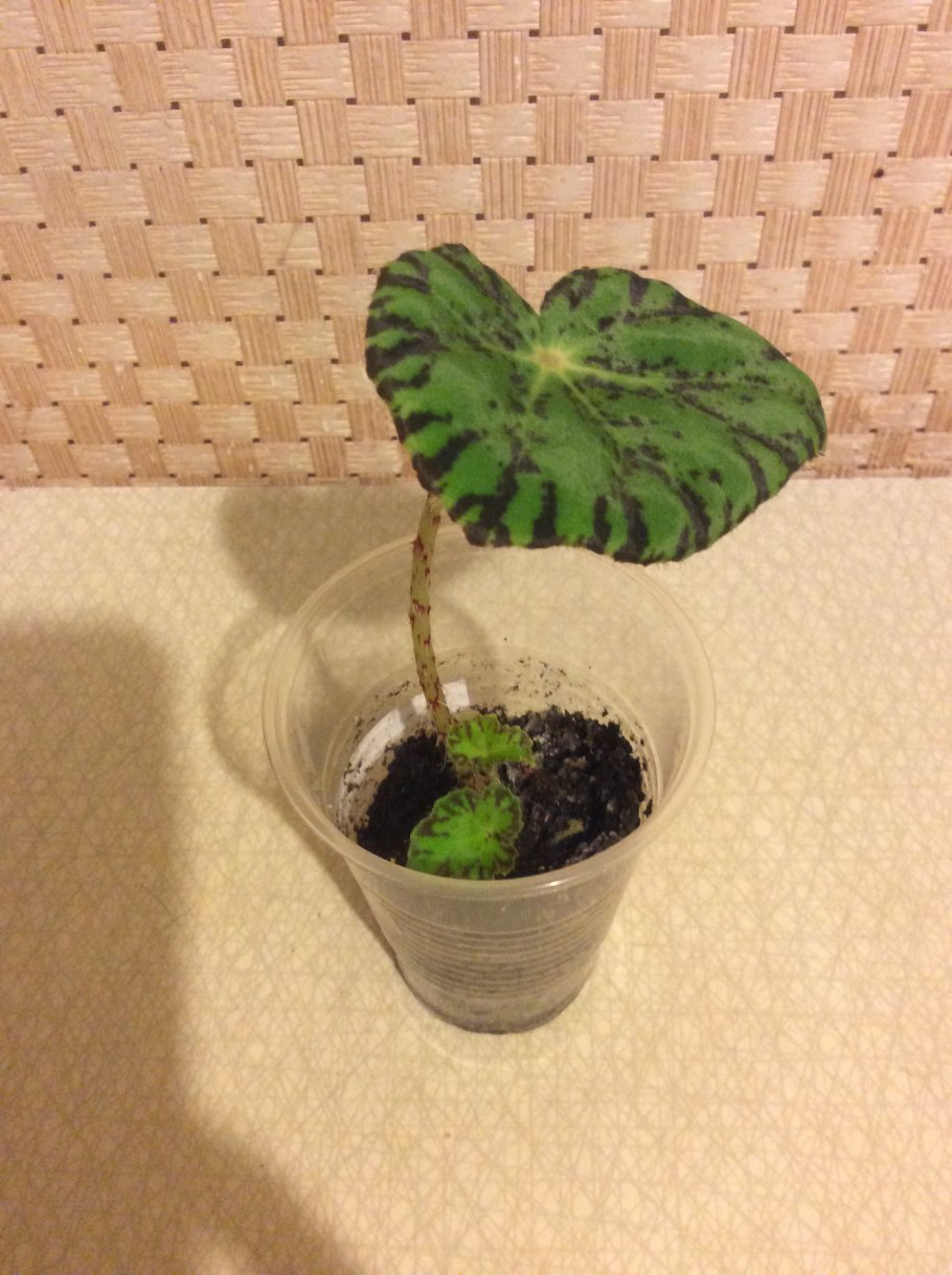 Бегония декоративнолиственная Бусинка