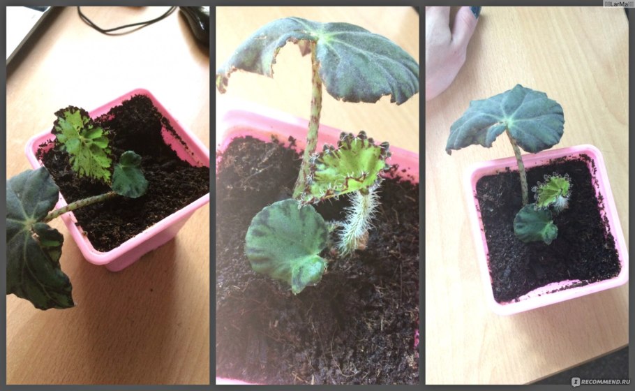 Мульчирование бегонии