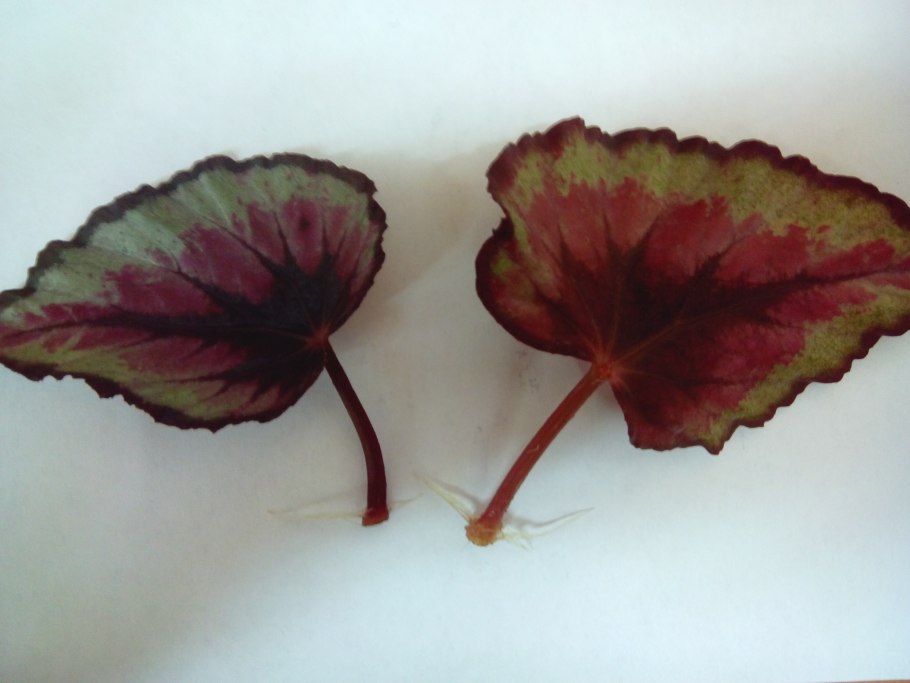 Бегония черенкование листом