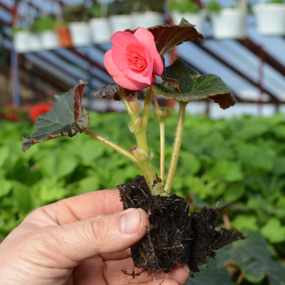 Клубневые бегония Диметрис