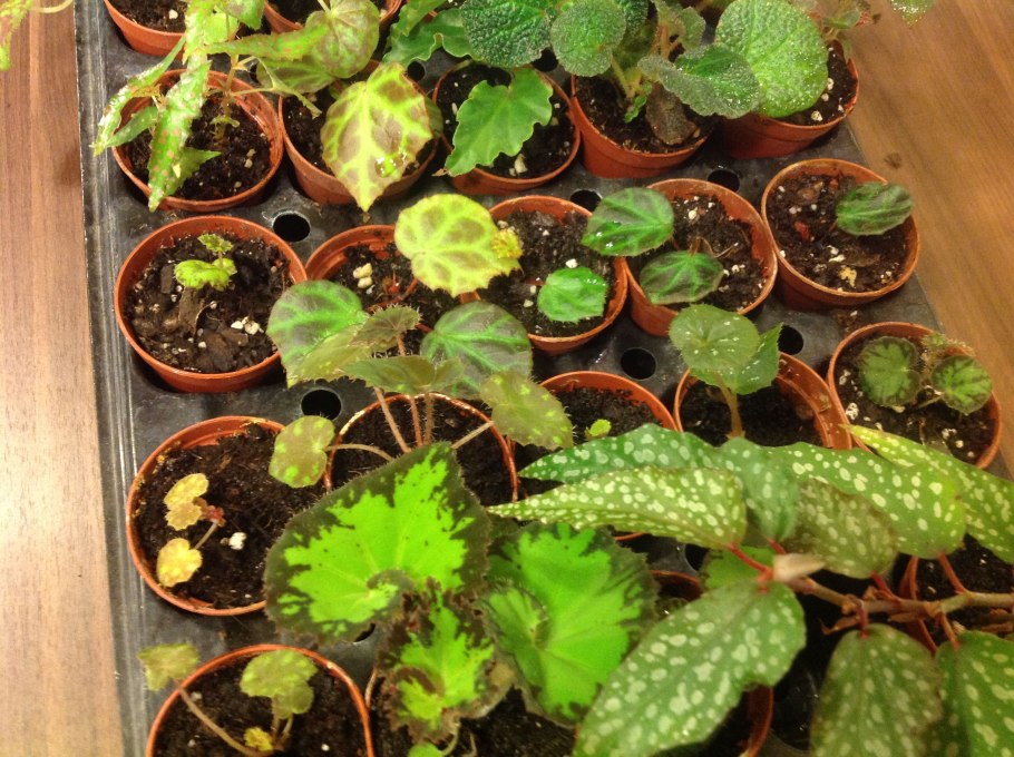 Пересаживание бегония