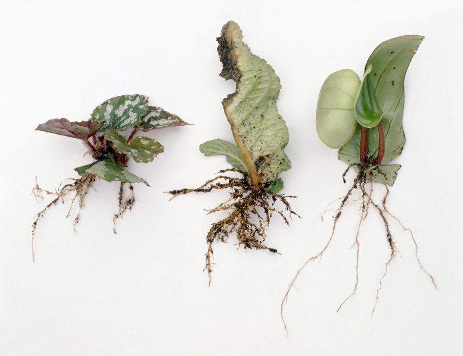 Бегония макулата черенкование