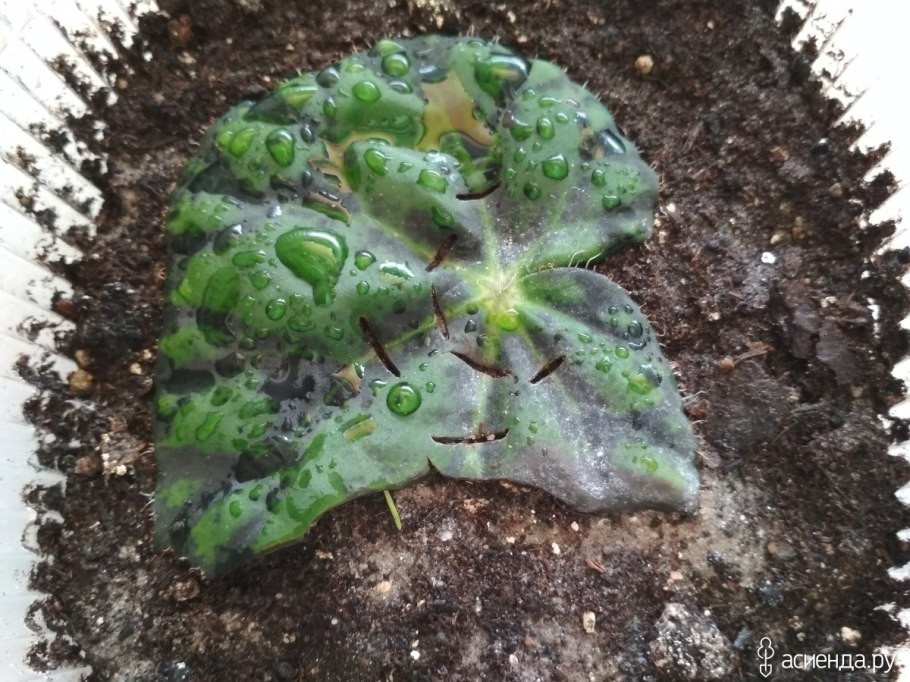 Формирование бегонии схема