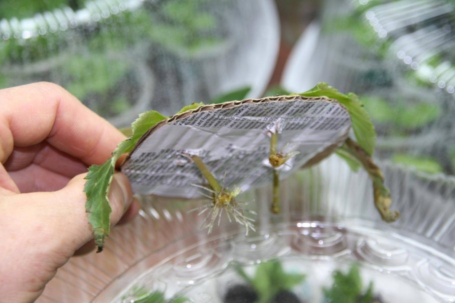 Бегония Элатиор размножение