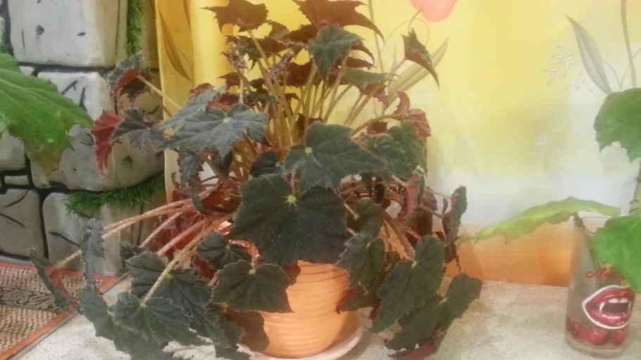 Бегония часть листа