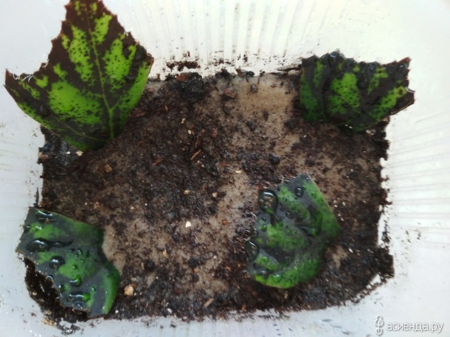 Описание Зональной пеларгонии стебель